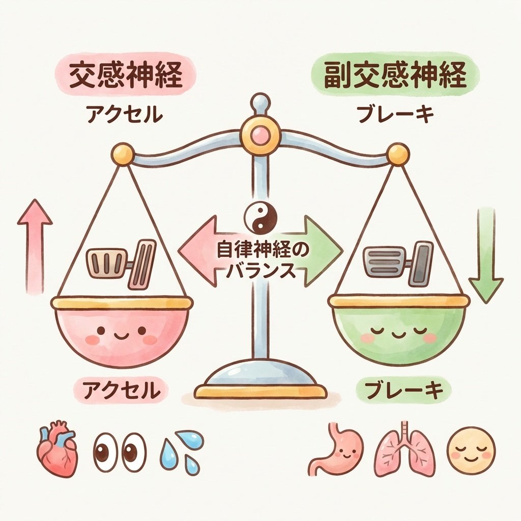 自律神経の図解