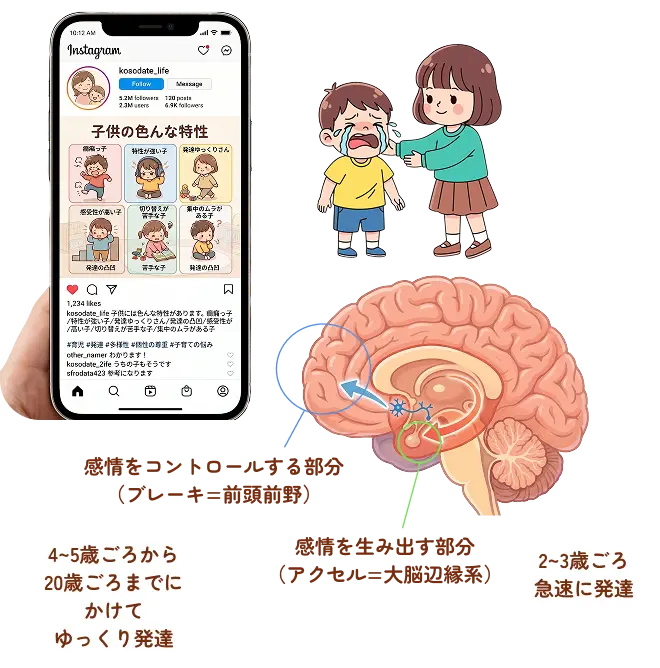 子どもの脳と自律神経のイメージ