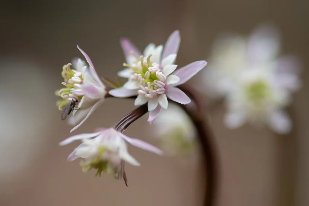 セリバオウレン写真