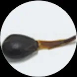 ギュウタン画像