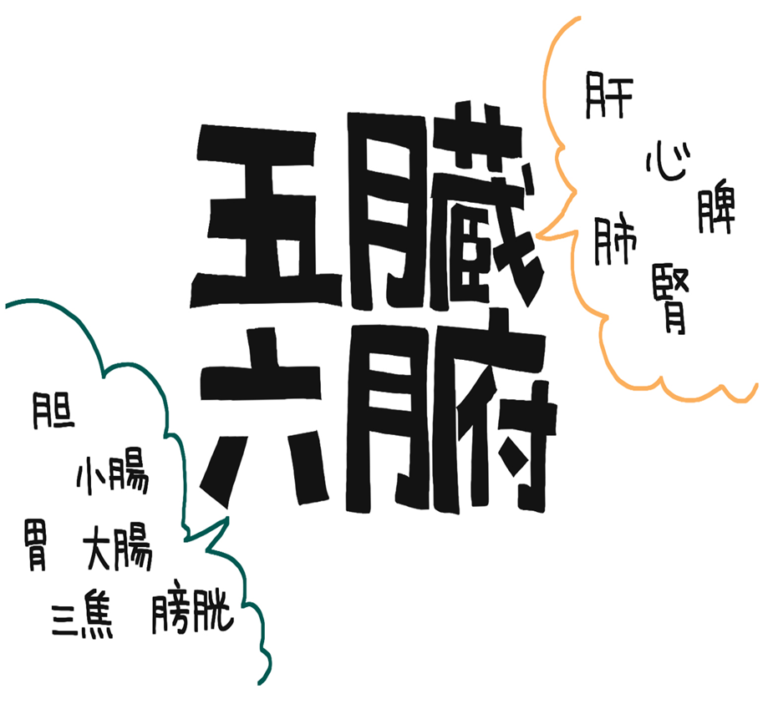 五臓六腑の解説と 五臓の乱れによる症状(五疳)のお話